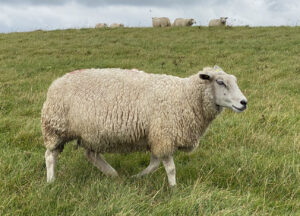 Schaf auf Deich in der Nähe von Neuharlingersiel